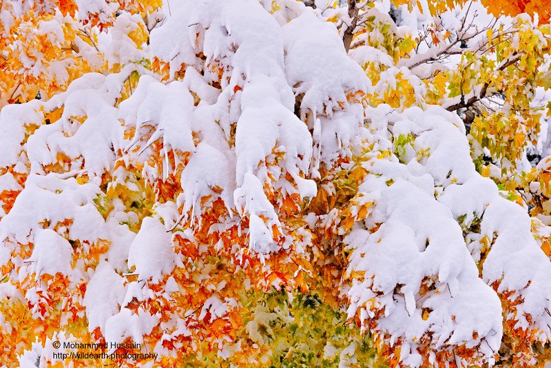Сугробы листьев. Снежная осень. Осень снег. Снег осенью. Осень первый снег.