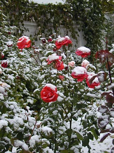 Куст розы в снегу