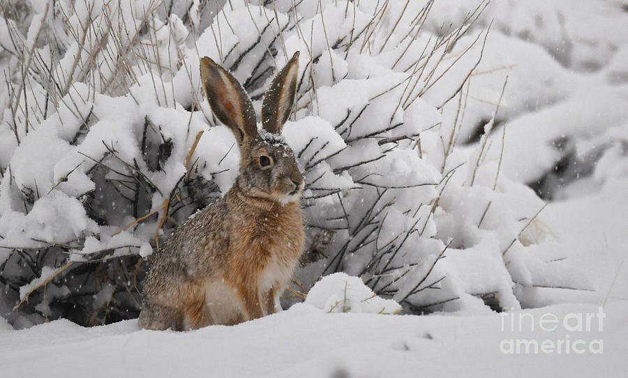 Заяц под кустом зимой. Заяц на снегу. Зайчик в снегу. Зайчик зимой. Зайцы зимой живут возле деревни впр ответы