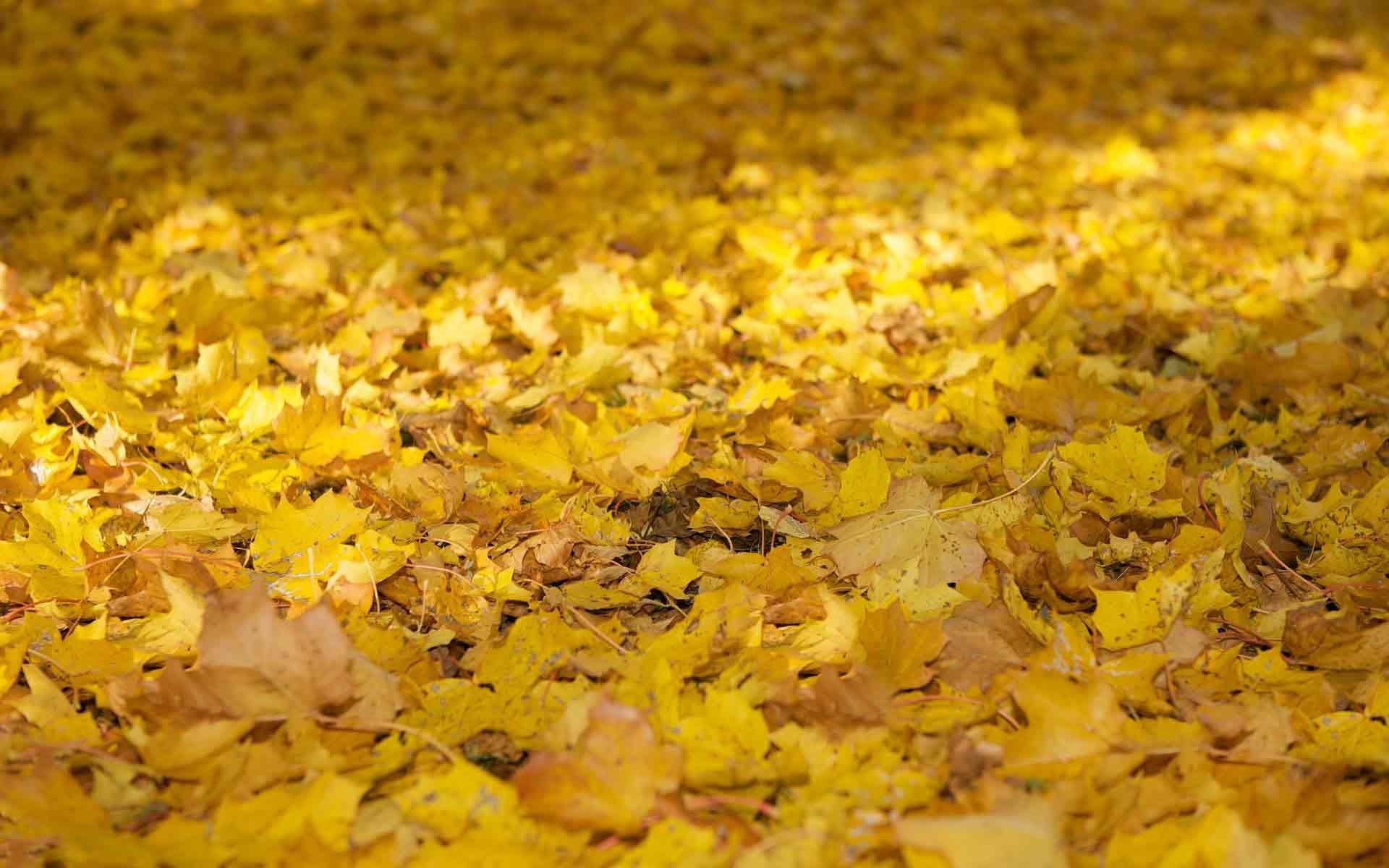 Вдруг среди листвы видишь пестрый. Желтая листва. Желтые листья на земле. Осенняя листва. Желтая осень.