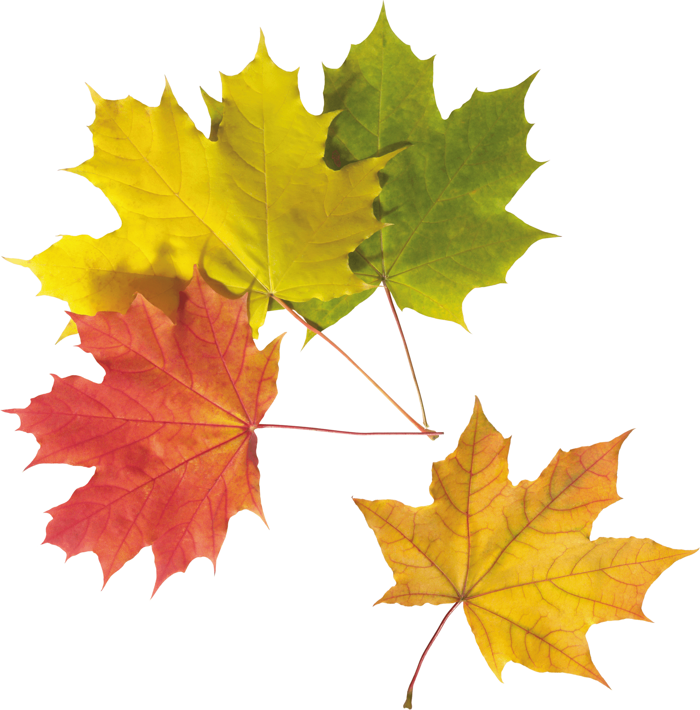 Осенний листок рисунок