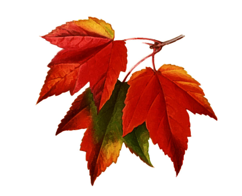 Клипарт осень на прозрачном фоне. Осенние листья. Осенние листочки. Осенние листья на прозрачном фоне. Осень клипарт.