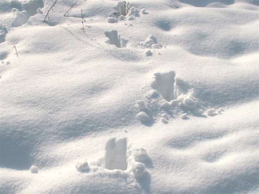 Свежесть следа. Следы лося на снегу. Следы копытных на снегу. Следы оленя на снегу. Следы копытных животных на снегу.