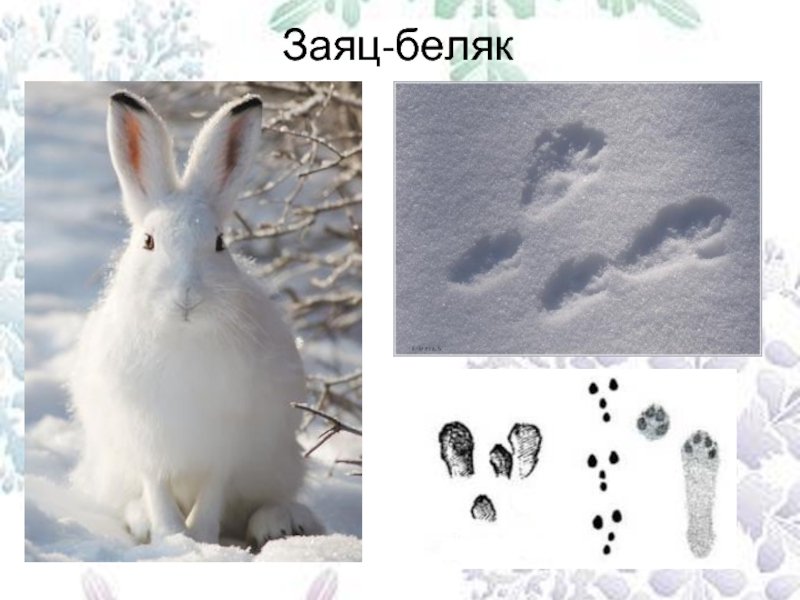 Вид заячьих следов. Следы зайца беляка для детей. Следы зайца беляка и русака на снегу. Заяц Русак и заяц Беляк следы на снегу. Следы зайца русака и беляка.