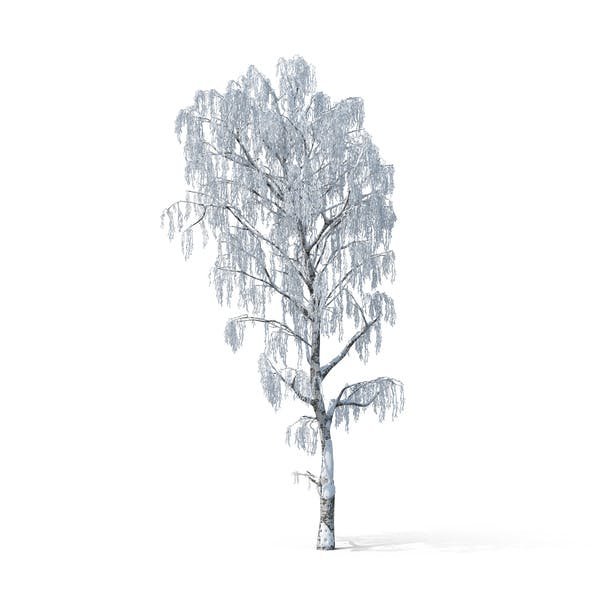 Береза зимой на прозрачном фоне