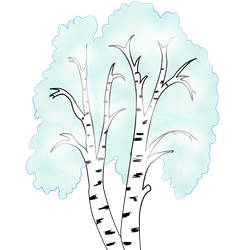 Береза без листьев