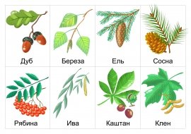 Листья и плоды деревьев