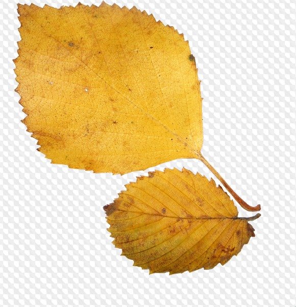 Осенние листья березы на прозрачном фоне