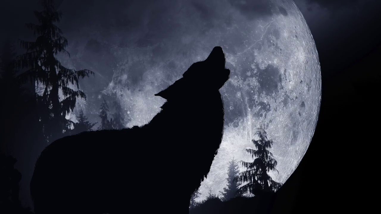 Волк на фоне елки и Луны. Волк на фоне города. Волк на фоне солнца символ. Волк на фоне Луны значение.