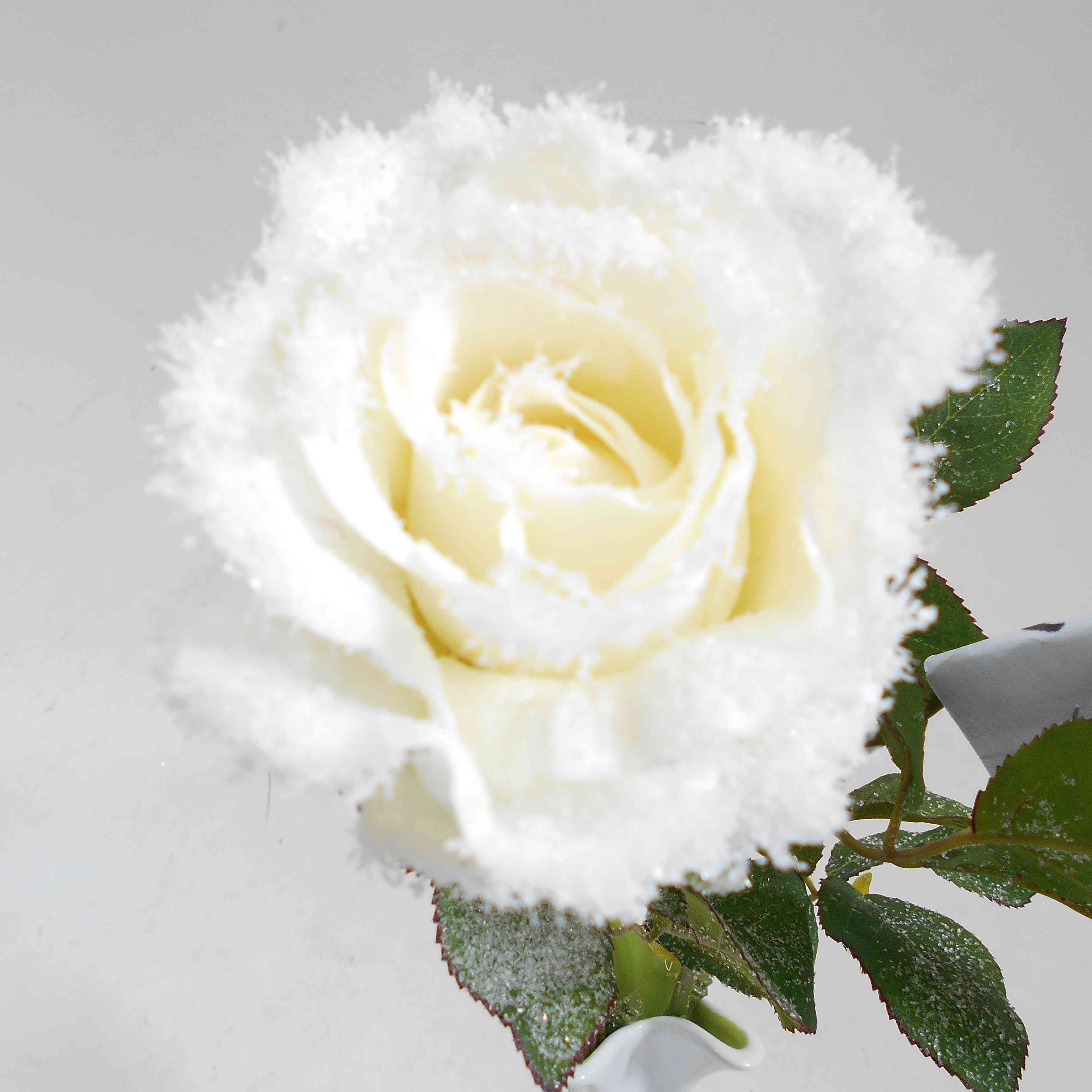 Хиты белые розы. Белые розы. Белые розы на снегу. Белые розы зимой. Розы зимой.