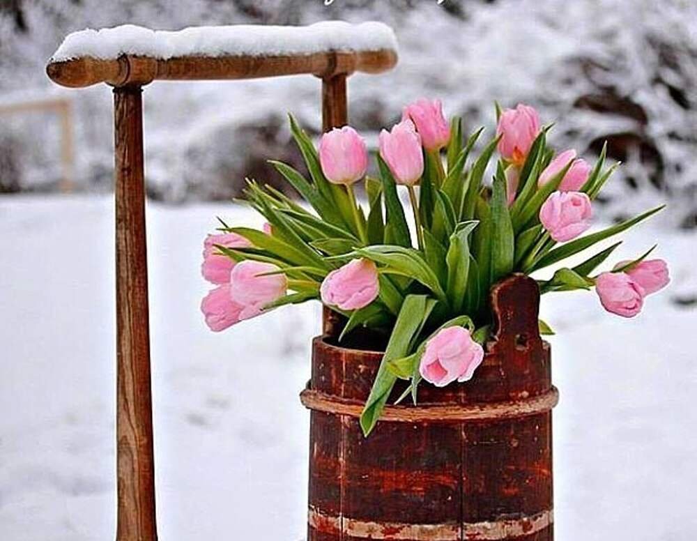 Хочу весну хочу цветов. Корзинка с цветами на снегу. Весенние тюльпаны в снегу. Тюльпаны зимой. Хочется весны.
