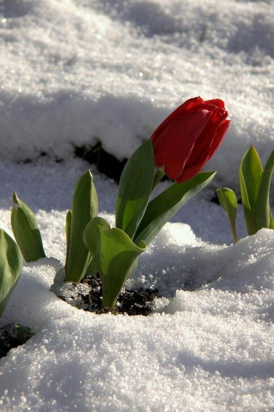 Завтра подам. Цветы зимой. Цветы под снегом. Тюльпаны в снегу.