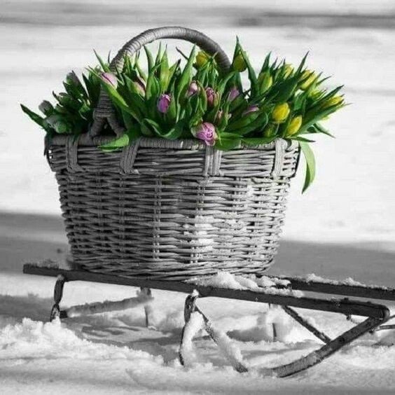 Корзина с цветами на снегу