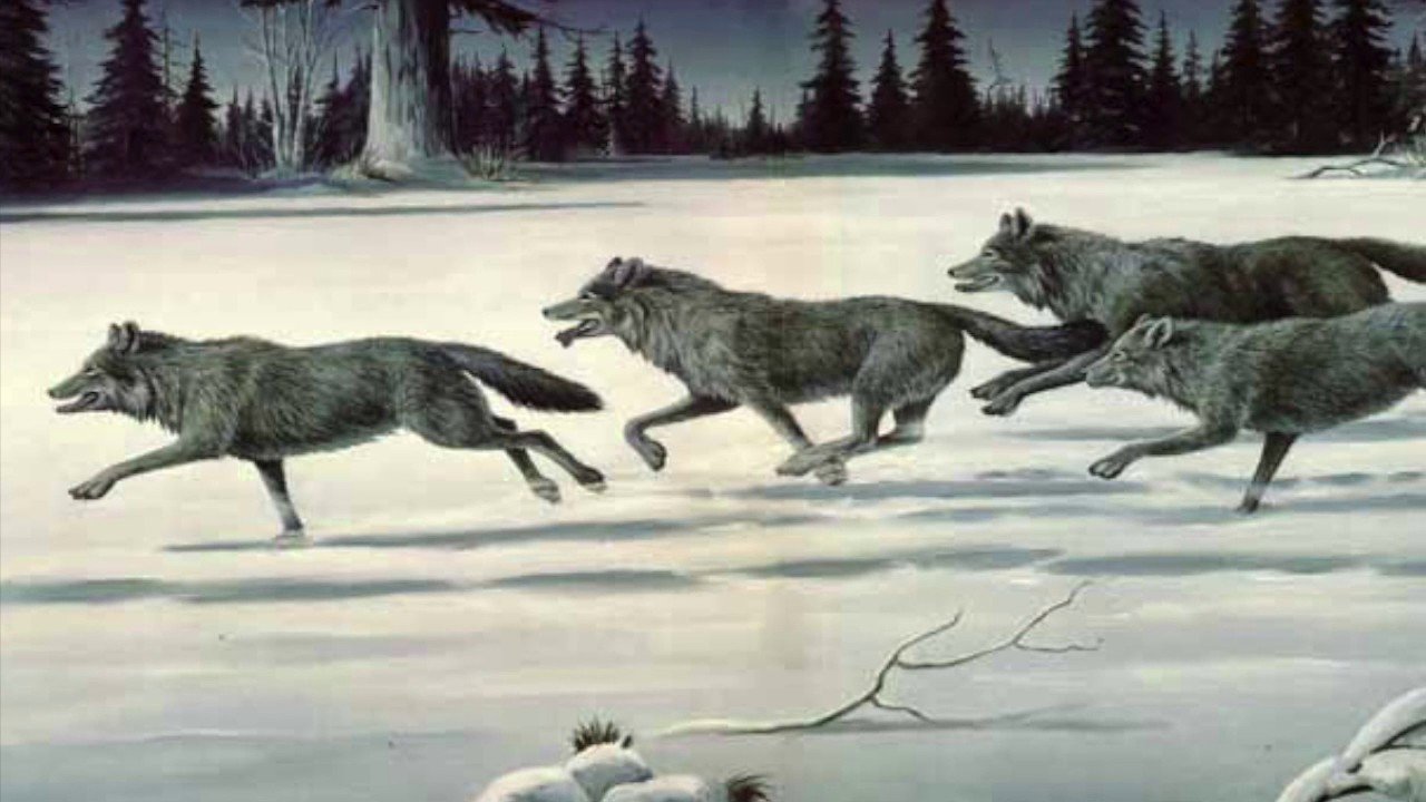 Описание картины серый волк. Бегущие волки стая. Бегущая стая Волков. Бегущая стая Волков в ночи. Волчья стая бежит.