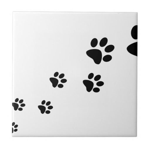 След лапы мыши