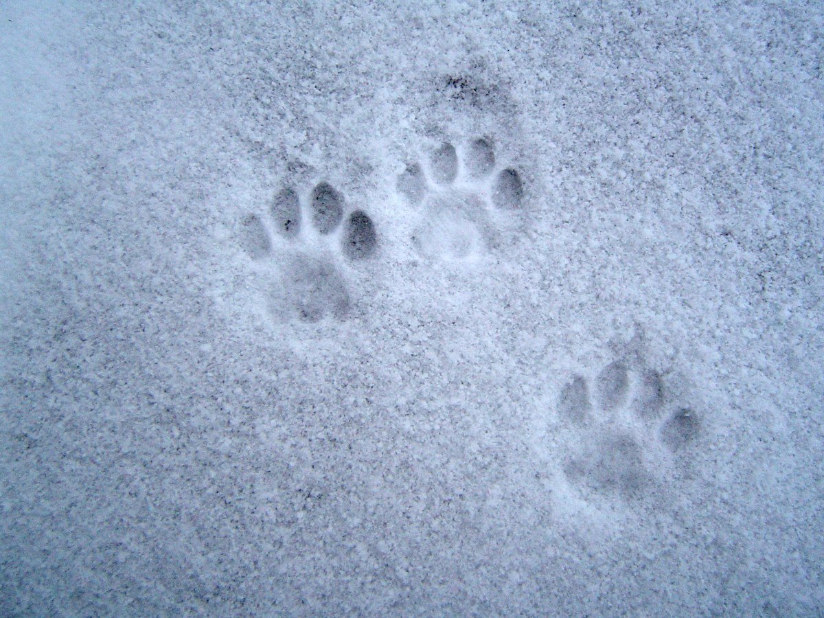 Свежесть следа. След рыси. Следы рыси на снегу. Следы кота на снегу. Следы бобра на снегу.