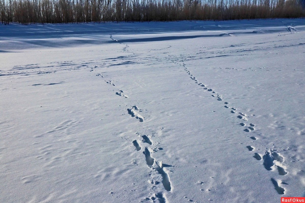 Не заячьи следы как пишется. Следы зайца русака. Следы зайца. Следы зайца на снегу. Заячьи и Лисьи следы на снегу.