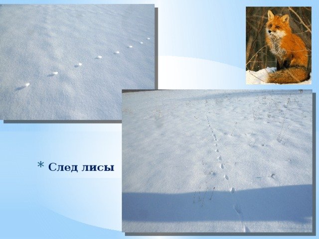 Лисьи следы прилагательное. Следы лисы. Лисьи следы на снегу. Следы лисы на снегу. Зимние следы лисы.