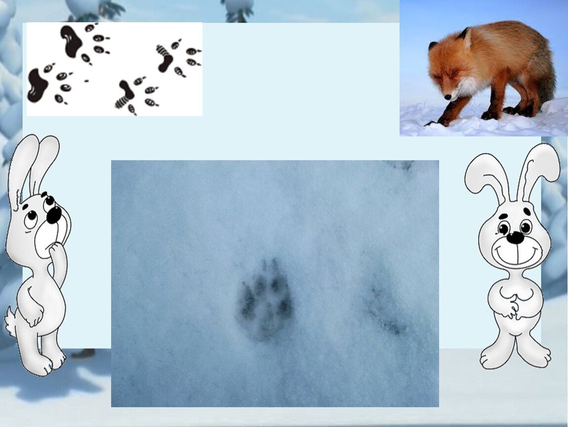 Не заячьи следы как пишется. Следы лесных зверей зимой. Следы животных. Животные следы на снегу. Следы животных на снегу для детей.