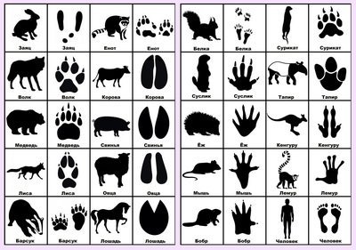 Следы лесных зверей