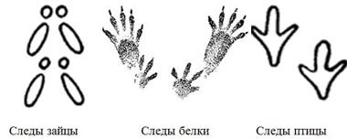 Картинки следы животных на снегу с надписями (68 фото)
