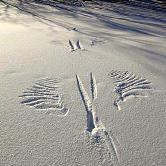 Следы сороки на снегу