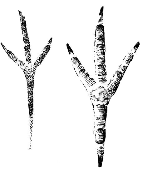 Следы вороны