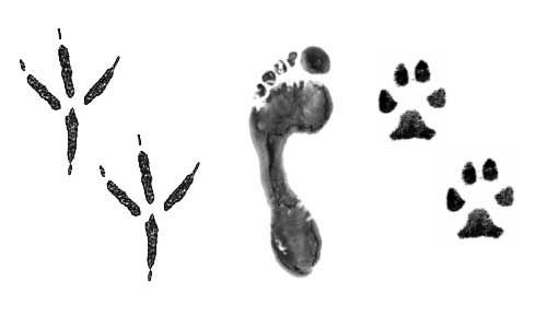 Следы птиц