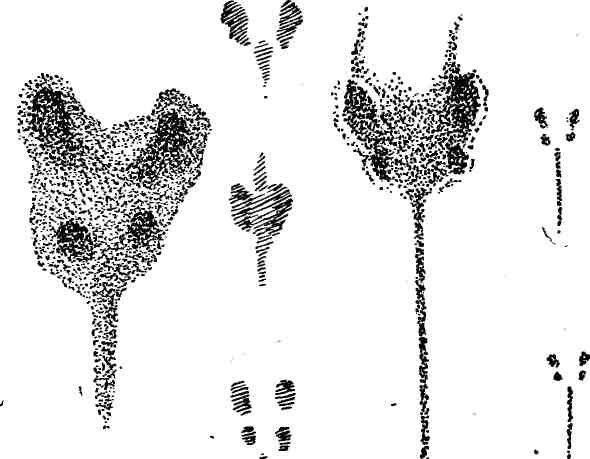 Следы полевки на снегу