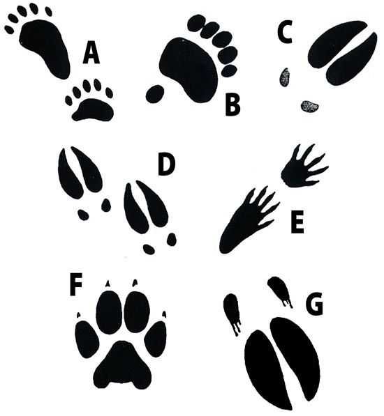 Следы зверей средней полосы России