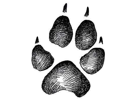 Отпечаток лапы лисы