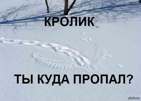 Куда пропала картинки прикольные