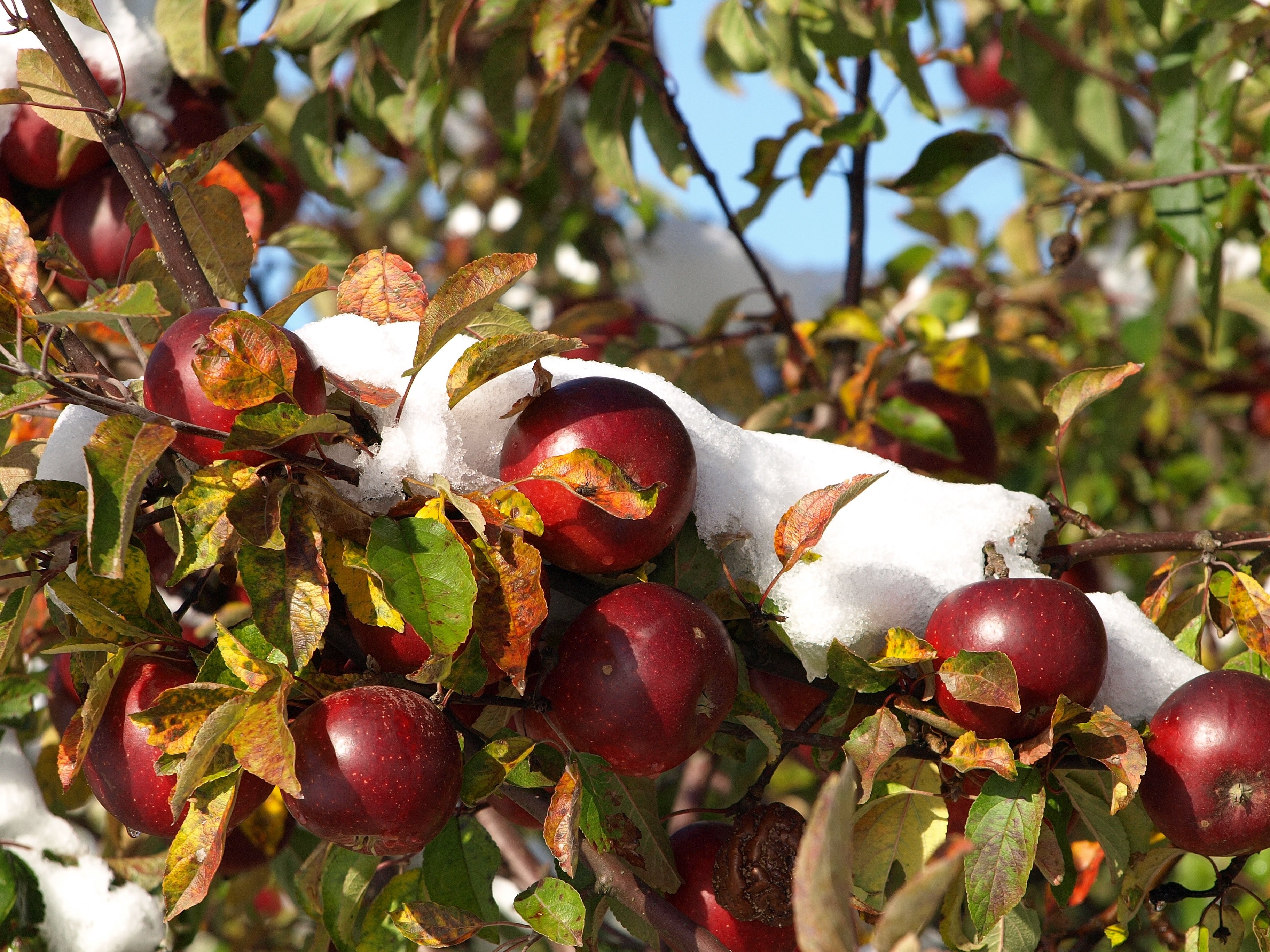 Фрукты под деревом. Яблоня Санданс. Яблоки на дереве. Осенние яблоки. Яблоневый сад.