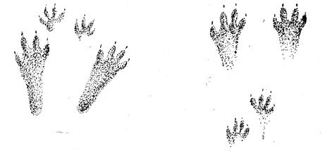 Следы зайца беляка