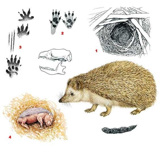 Строение ежа