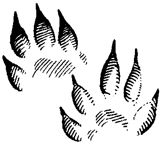 Следы ежа для детей