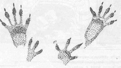 Следы белки для детей