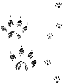 Следы енота