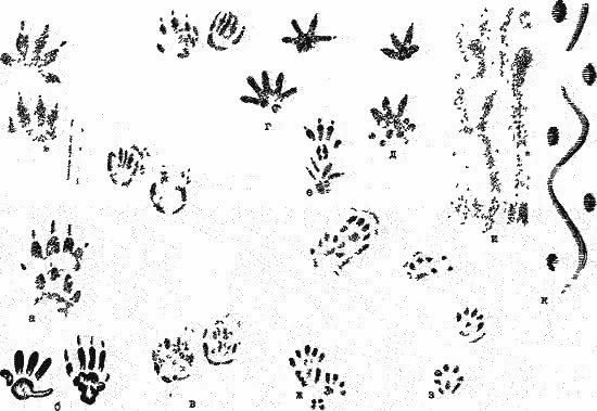 Следы мыши на песке