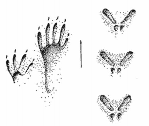 Следы белки