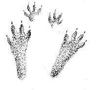 Следы зайца для детей