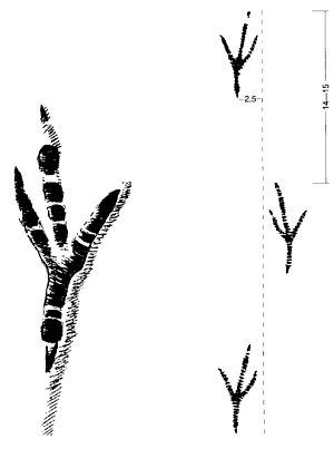 Следы птицы галки