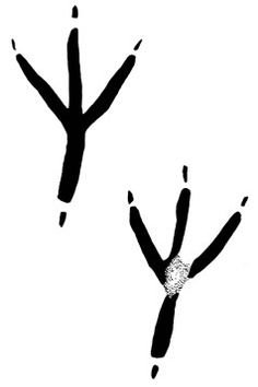 Лапа вороны отпечаток