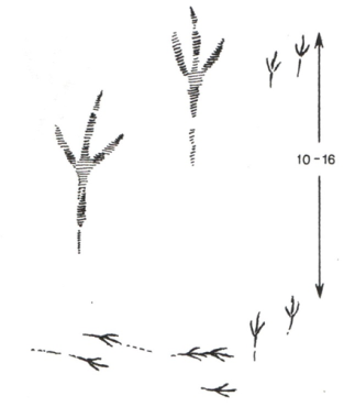 Картинки следы вороны на снегу для детей нарисованные (49 фото)