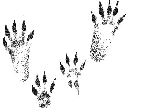 Следы белки летяги