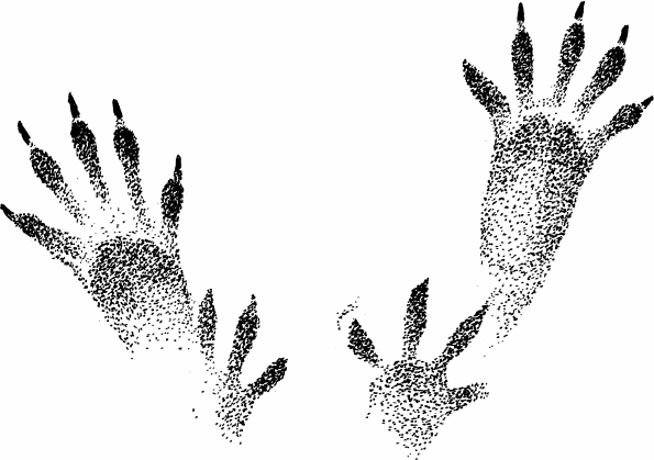 Следы белки летяги