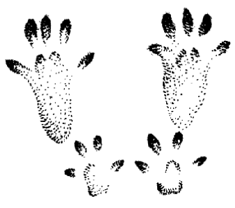 Следы белки