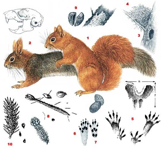 Белка строение тела
