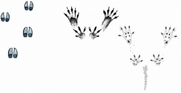 Следы мышки