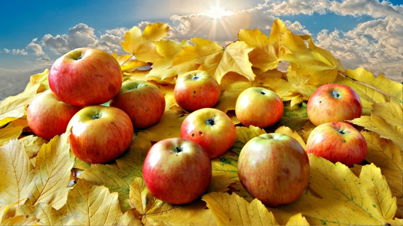 Осеннее богатство. Осенние яблоки. Осенний урожай. Золотая осень яблоки. Урожай яблок.